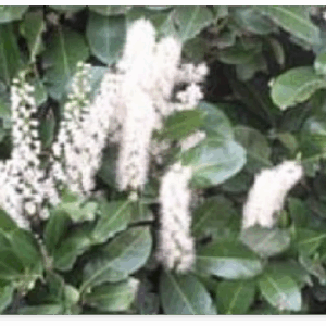 Laurier Caucasica