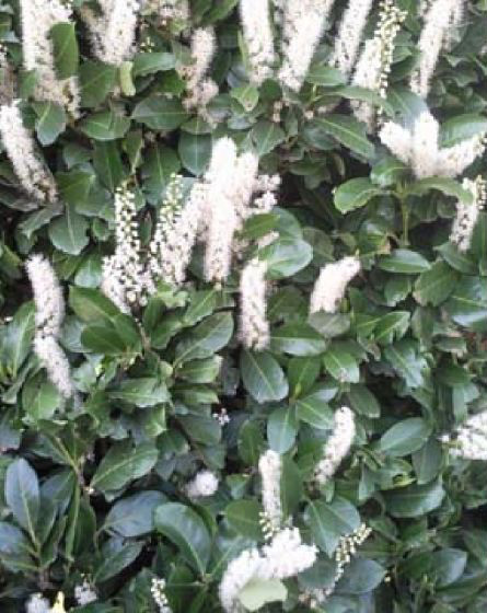 Plant image