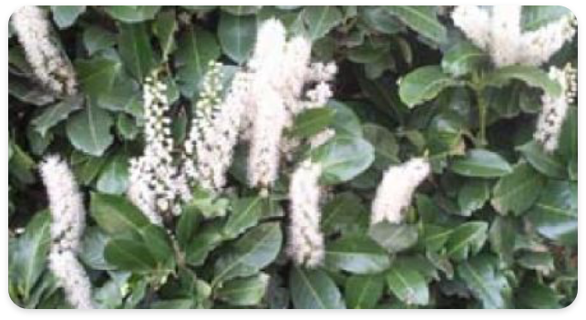 Laurier Caucasica
