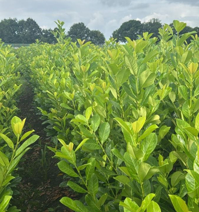 Plant image
