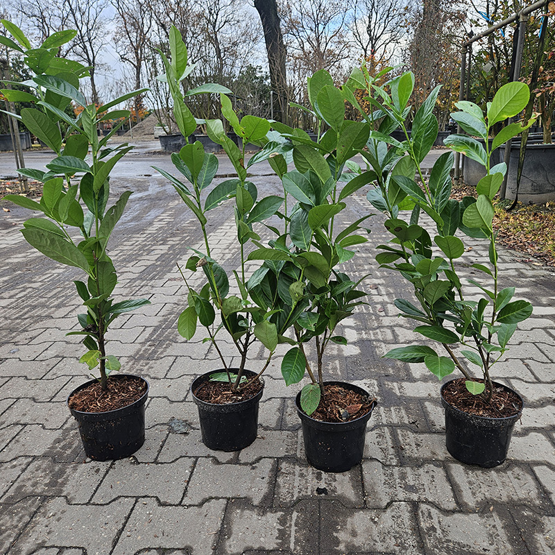 groenblijvende haagplant kopen