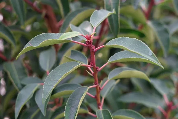 Plant image