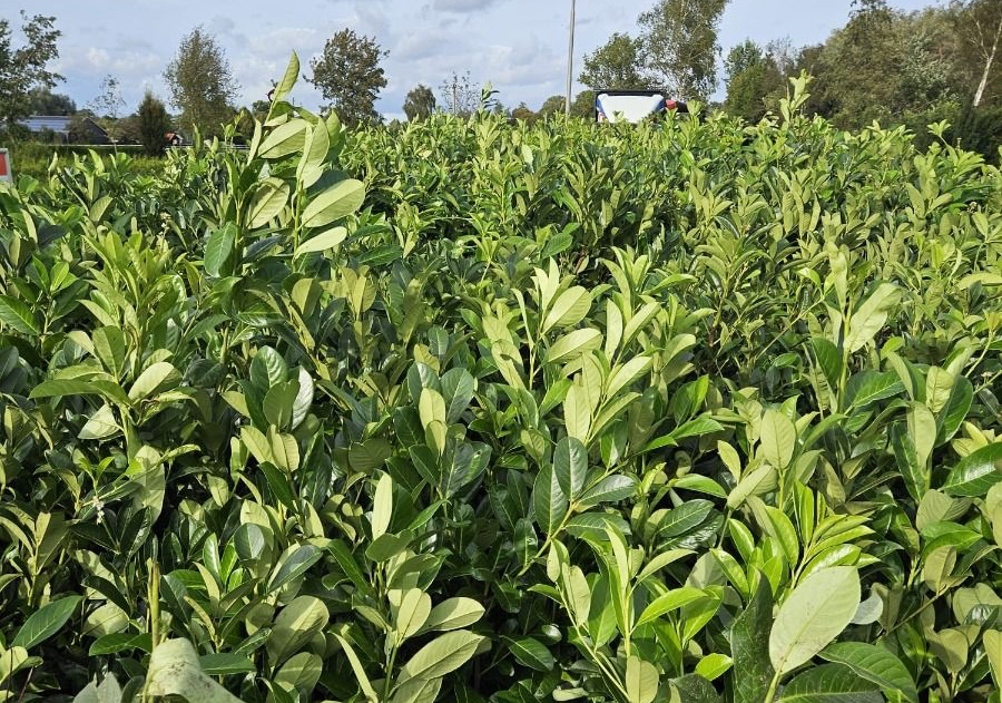 Plant image
